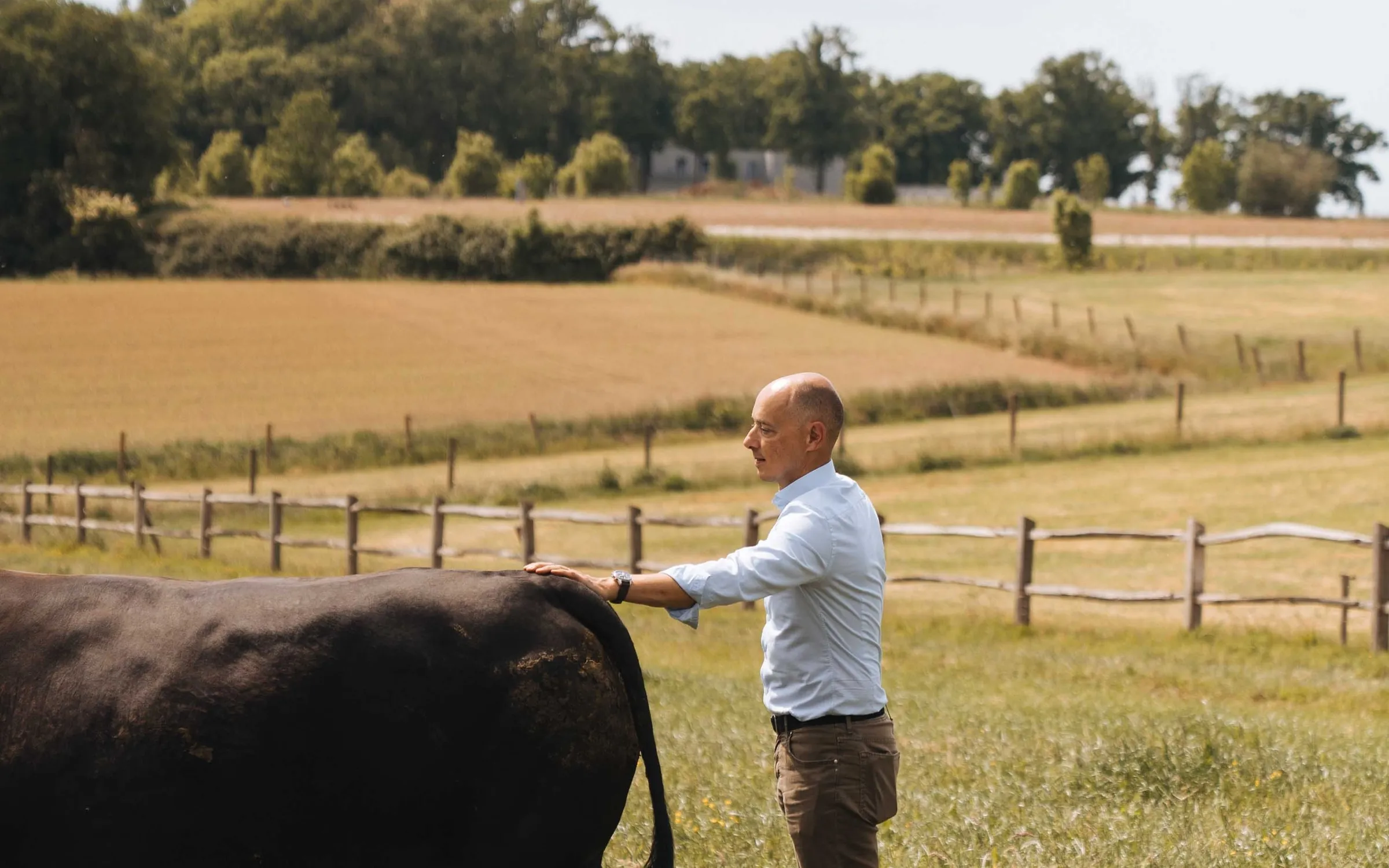 Arnaud Vandenbogaerde legt zijn hand op de rug van een Wagyu-stier, in de weide achter een houten omheining