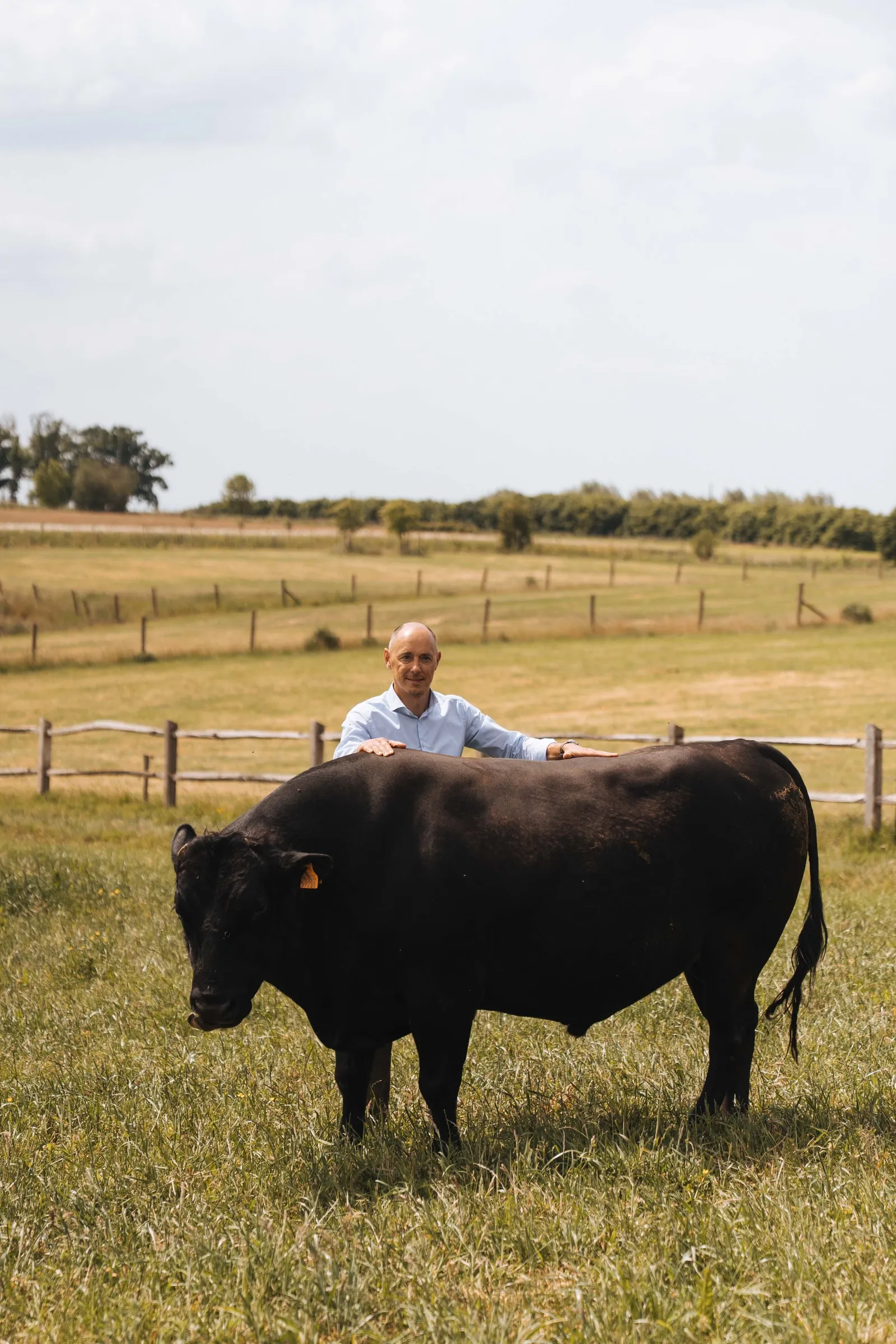 Arnaud Vandenbogaerde met zijn handen op de rug van een Wagyu-stier in de weide