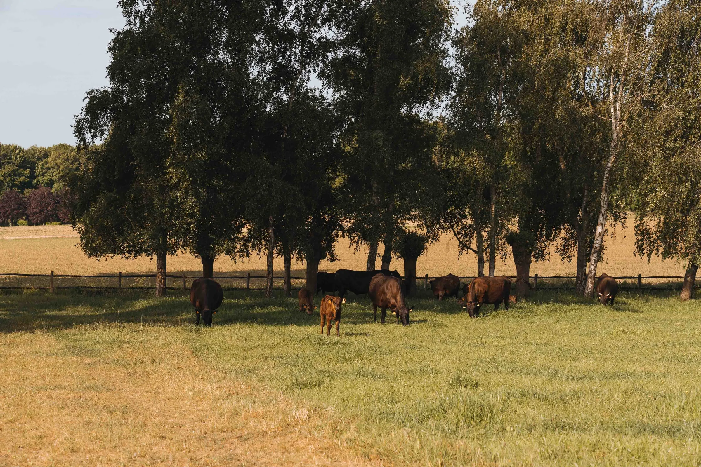 De kudde rust in de schaduw van een rij bomen op een zonnige weide