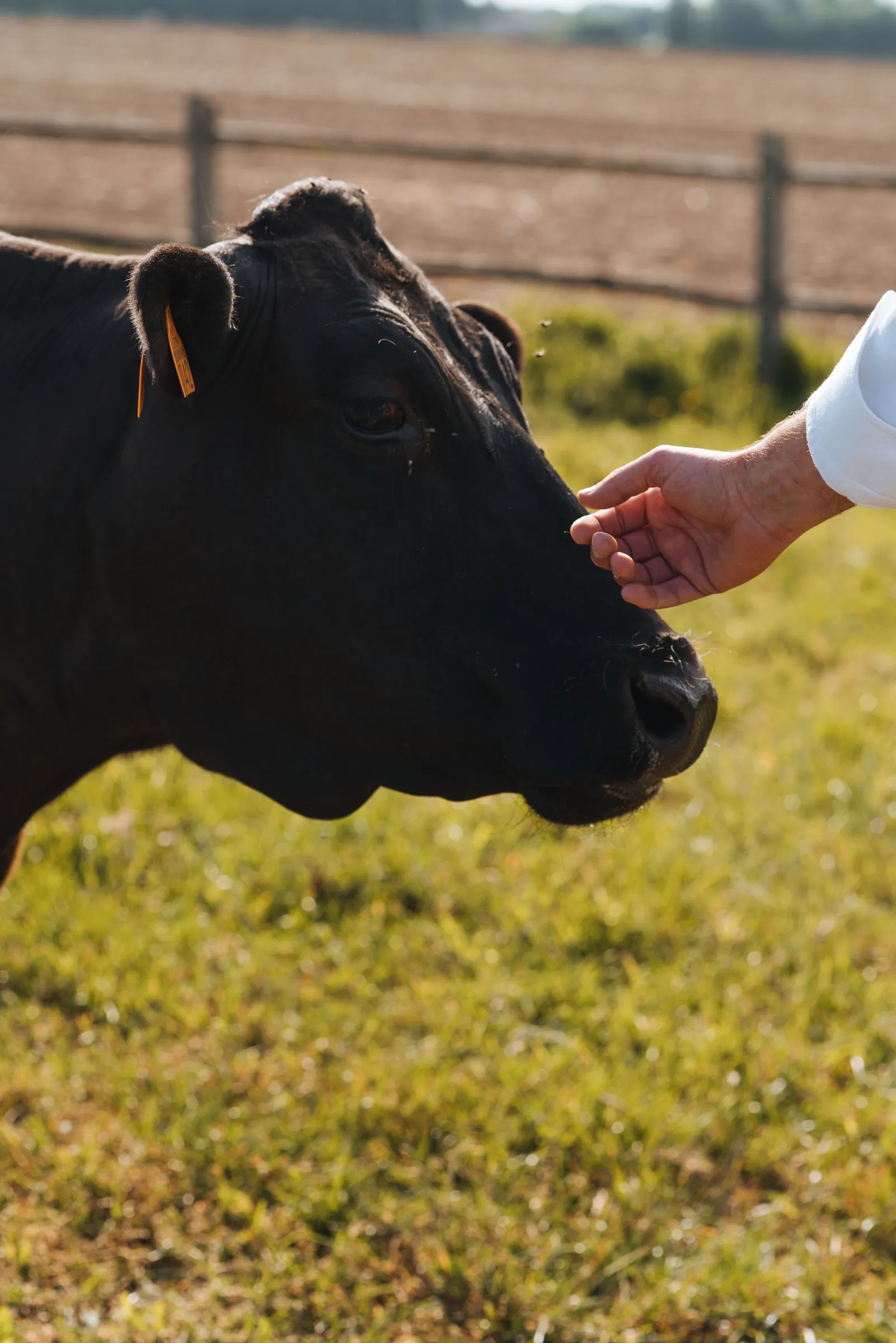 Een hand streelt de kop van een zwarte Wagyu-koe in de weide