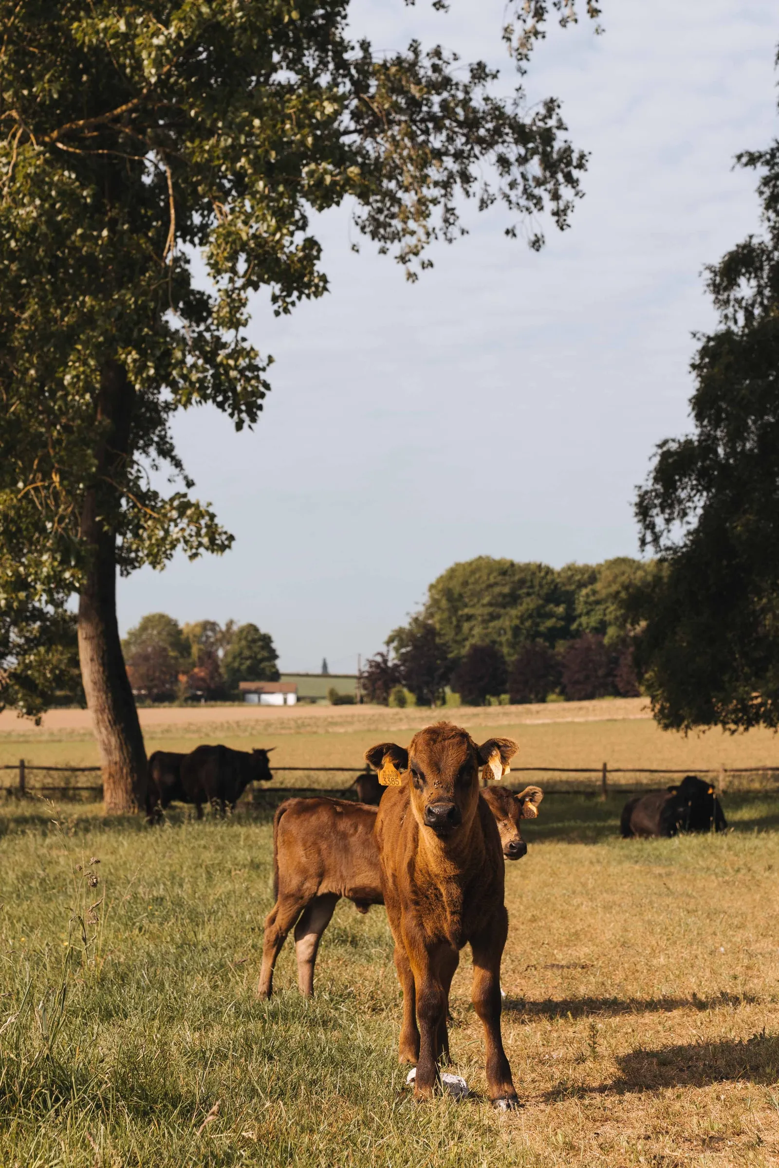 Een kalf in het hoge gras, met de kudde in de schaduw van de bomen erachter