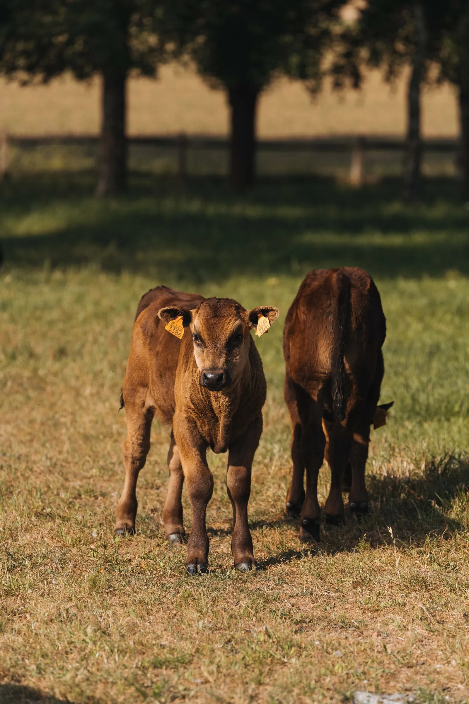 Twee bruine Wagyu-kalveren stappen nieuwsgierig op de camera af, in de schaduw van de bomen