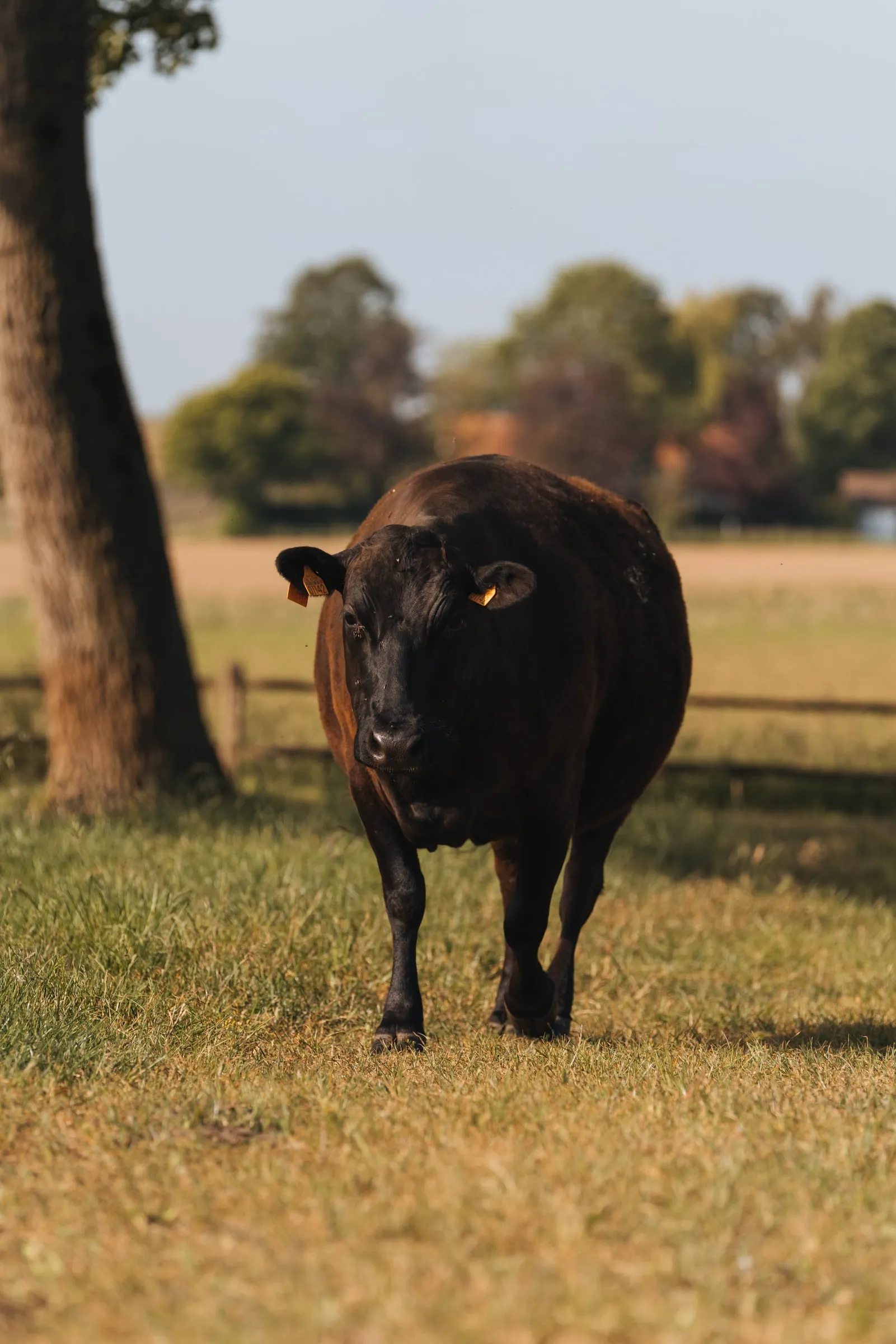 Een zwarte koe stapt door het gras, met een boomstam en bomen erachter