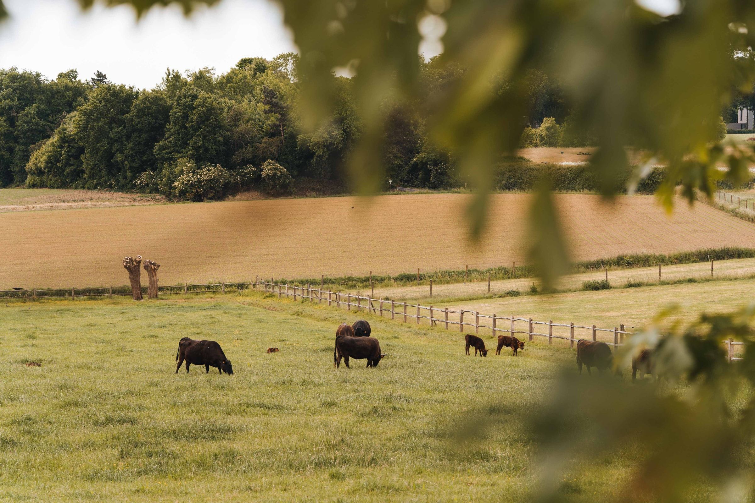 De Wagyu-kudde van Tajiri graast op een glooiende weide, door bladeren heen gefotografeerd