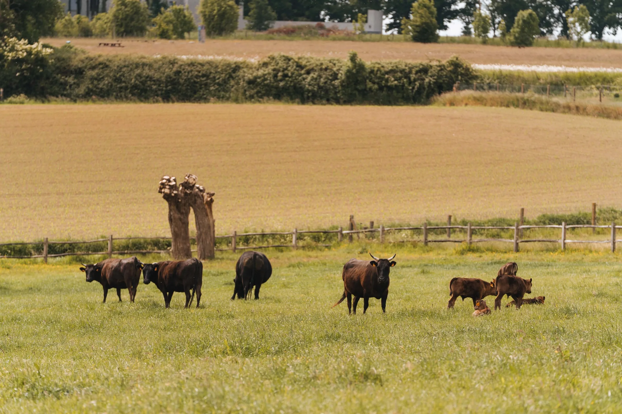 De kudde graast voor een rij knotwilgen op de weide